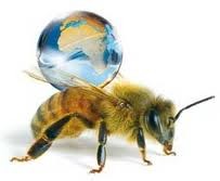 abeilles disparition1.jpg