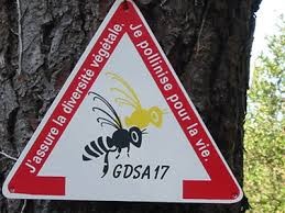 abeilles disparition2.jpg